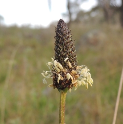 Plantago lanceolata (Ribwort Plantain, Lamb's Tongues) at Michelago, NSW - 11 Oct 2022 by michaelb