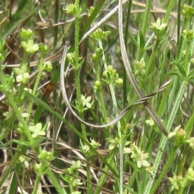 Galium gaudichaudii subsp. gaudichaudii (Rough Bedstraw) at Weetangera, ACT - 29 Oct 2022 by sangio7