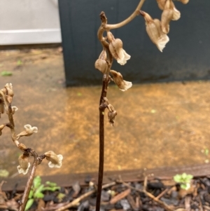 Gastrodia sesamoides at Dickson, ACT - suppressed