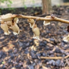 Gastrodia sesamoides at Dickson, ACT - suppressed