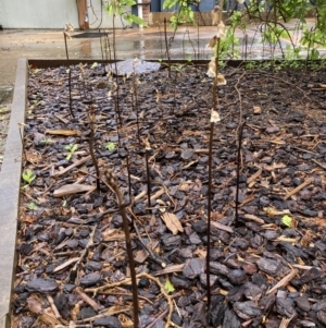 Gastrodia sesamoides at Dickson, ACT - suppressed