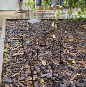 Gastrodia sesamoides at Dickson, ACT - suppressed