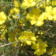 Hibbertia calycina (Lesser Guinea-flower) at Weetangera, ACT - 29 Oct 2022 by sangio7