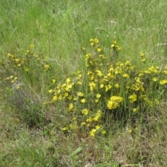 Hibbertia calycina at Weetangera, ACT - 29 Oct 2022 02:39 PM