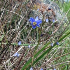 Dianella revoluta (Black-Anther Flax Lily) at The Pinnacle - 29 Oct 2022 by sangio7