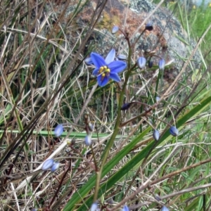 Dianella revoluta at Weetangera, ACT - 29 Oct 2022