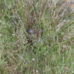 Dianella revoluta at Weetangera, ACT - 29 Oct 2022