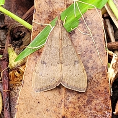 Unidentified Moth (Lepidoptera) at Valla Beach, NSW - 1 Nov 2022 by trevorpreston