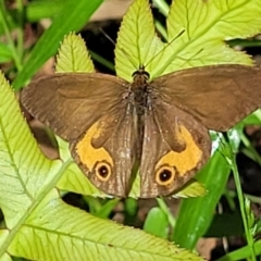 Hypocysta metirius (Brown Ringlet) at Valla Beach, NSW - 1 Nov 2022 by trevorpreston