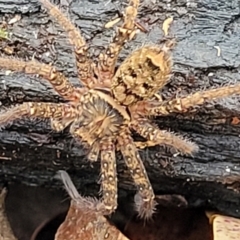 Heteropoda sp. (genus) (Huntsman spider) at Valla Beach, NSW - 1 Nov 2022 by trevorpreston