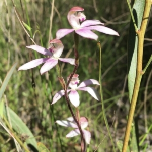 Caladenia moschata at Wamboin, NSW - 17 Oct 2021