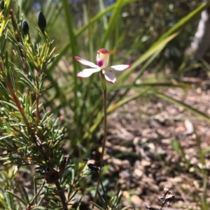 Caladenia moschata at Wamboin, NSW - 17 Oct 2021