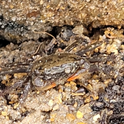 Unidentified Crab at Nambucca Heads, NSW - 31 Oct 2022 by trevorpreston