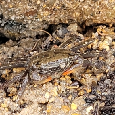 Unidentified Crab at Nambucca Heads, NSW - 1 Nov 2022 by trevorpreston