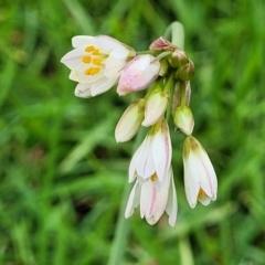 Nothoscordum gracile (Onion Weed) at Nambucca Heads, NSW - 1 Nov 2022 by trevorpreston