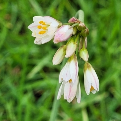 Nothoscordum gracile (Onion Weed) at Nambucca Heads, NSW - 1 Nov 2022 by trevorpreston