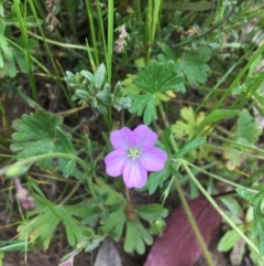 Geranium potentilloides (Soft Crane's-bill) at Wamboin, NSW - 22 Oct 2021 by Devesons