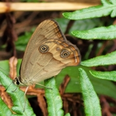 Hypocysta metirius (Brown Ringlet) at Nambucca Heads, NSW - 31 Oct 2022 by trevorpreston