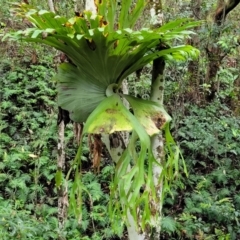 Platycerium superbum (Staghorn Fern) at Nambucca Heads, NSW - 31 Oct 2022 by trevorpreston