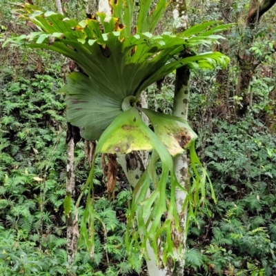 Platycerium superbum (Staghorn Fern) at Nambucca Heads, NSW - 31 Oct 2022 by trevorpreston