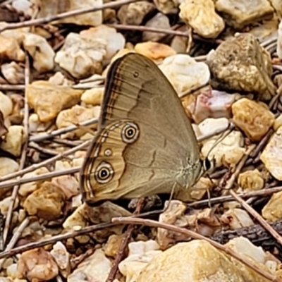 Hypocysta metirius (Brown Ringlet) at Nambucca Heads, NSW - 31 Oct 2022 by trevorpreston