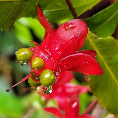 Ochna serrulata (Mickey Mouse Plant) at Nambucca Heads, NSW - 31 Oct 2022 by trevorpreston