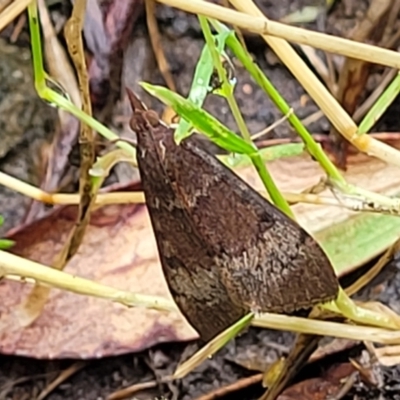 Unidentified Moth (Lepidoptera) at Nambucca Heads, NSW - 1 Nov 2022 by trevorpreston