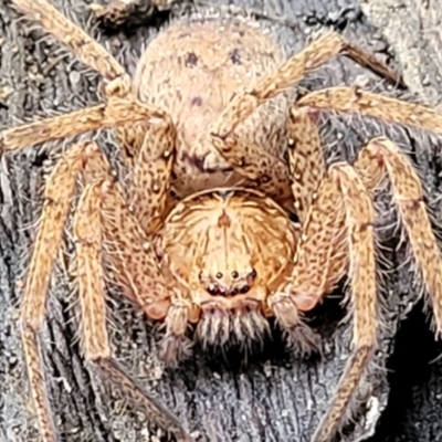 Heteropoda jugulans (Brown Huntsman Spider) at Nambucca Heads, NSW - 1 Nov 2022 by trevorpreston