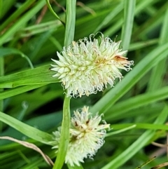 Cyperus sesquiflorus (Kyllinga Weed) at Nambucca Heads, NSW - 1 Nov 2022 by trevorpreston