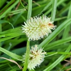 Cyperus sesquiflorus (Kyllinga Weed) at Nambucca Heads, NSW - 31 Oct 2022 by trevorpreston