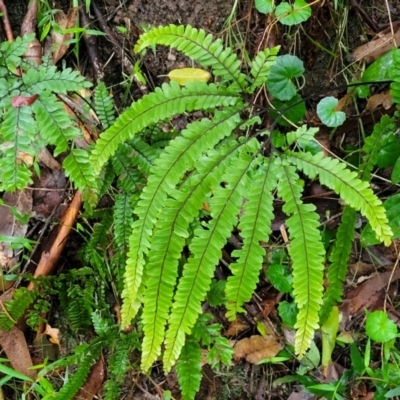 Adiantum hispidulum var. hispidulum (Rough Maidenhair) at Nambucca Heads, NSW - 1 Nov 2022 by trevorpreston