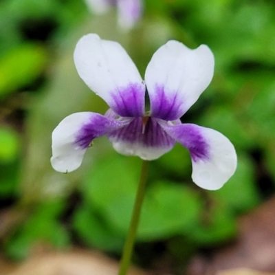 Viola banksii (Native Violet) at Nambucca Heads, NSW - 31 Oct 2022 by trevorpreston