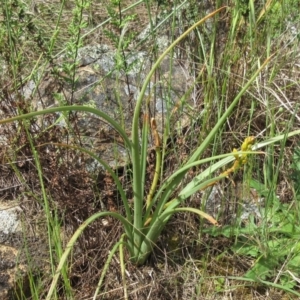 Bulbine bulbosa at Weetangera, ACT - 29 Oct 2022 02:46 PM