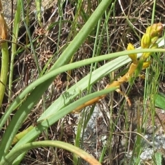 Bulbine bulbosa at Weetangera, ACT - 29 Oct 2022