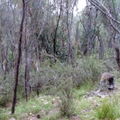 Macropus giganteus (Eastern Grey Kangaroo) at Mount Taylor - 24 Mar 2022 by MountTaylorParkcareGroup