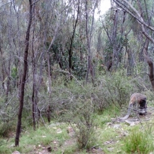 Macropus giganteus at Kambah, ACT - 24 Mar 2022 12:48 PM