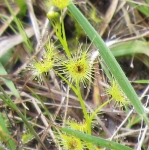 Drosera sp. at Weetangera, ACT - 29 Oct 2022