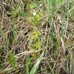 Drosera sp. at Weetangera, ACT - 29 Oct 2022