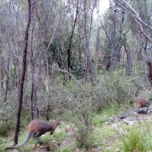 Wallabia bicolor at Kambah, ACT - 26 Mar 2022