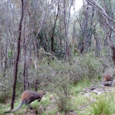 Wallabia bicolor (Swamp Wallaby) at Mount Taylor - 25 Mar 2022 by MountTaylorParkcareGroup