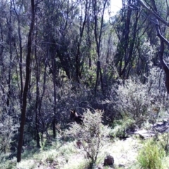 Wallabia bicolor (Swamp Wallaby) at Mount Taylor - 20 Apr 2022 by MountTaylorParkcareGroup