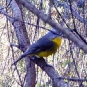 Eopsaltria australis at Kambah, ACT - 17 Apr 2022