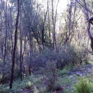 Eopsaltria australis at Kambah, ACT - 17 Apr 2022