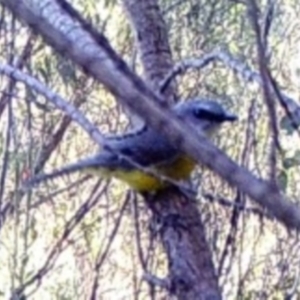 Eopsaltria australis at Kambah, ACT - 17 Apr 2022