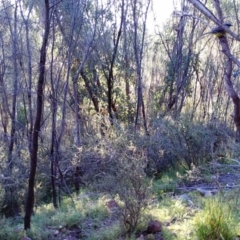 Eopsaltria australis at Kambah, ACT - 17 Apr 2022