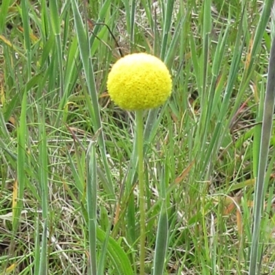 Craspedia variabilis (Common Billy Buttons) at Weetangera, ACT - 29 Oct 2022 by sangio7