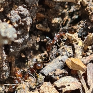 Papyrius sp (undescribed) at Karabar, NSW - 1 Nov 2022