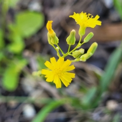 Youngia japonica (Oriental False Hawksbeard) at Nambucca Heads, NSW - 1 Nov 2022 by trevorpreston