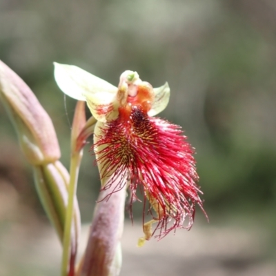 Calochilus paludosus (Strap Beard Orchid) at Hyams Beach, NSW - 27 Oct 2022 by AnneG1