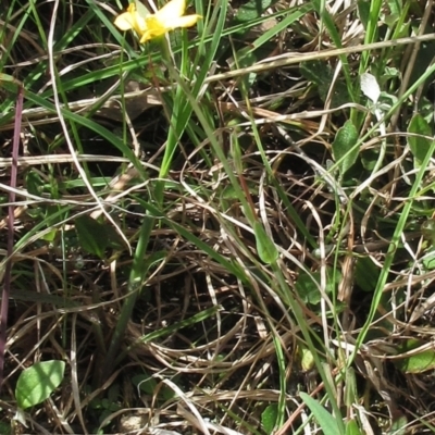 Hypericum gramineum (Small St Johns Wort) at Weetangera, ACT - 29 Oct 2022 by sangio7